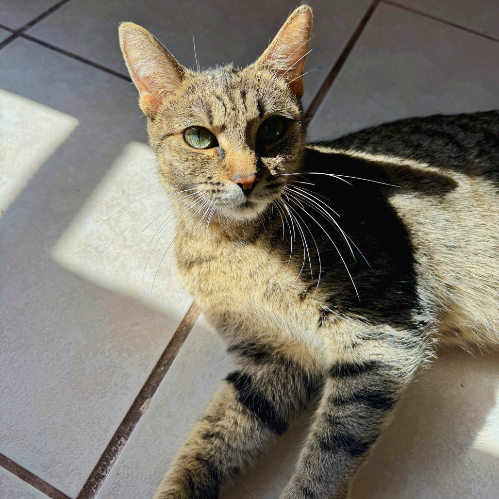 Pikachu: Female 27 Domestic Shorthair
