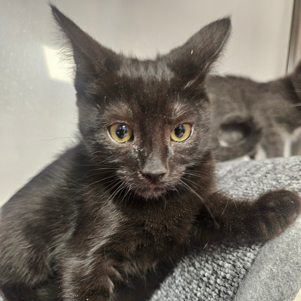 MALI - Domestic Shorthair available for adoption