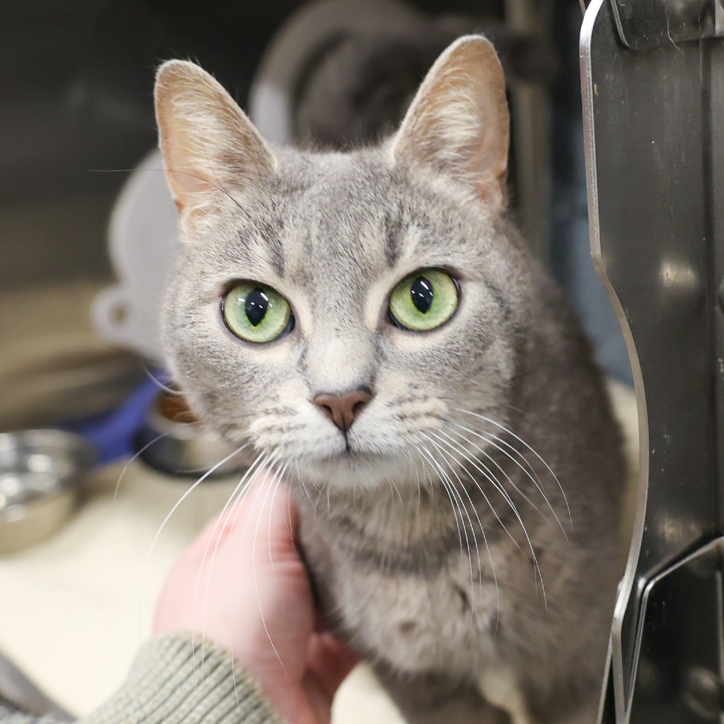 Dylan — thumbnail 5