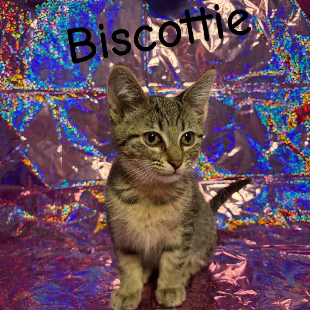 Biscottie, an adoptable cat