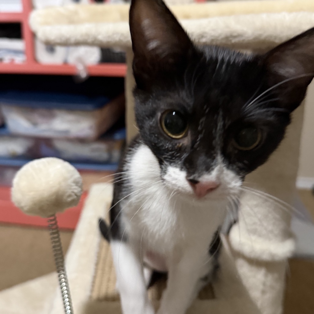 Oreo