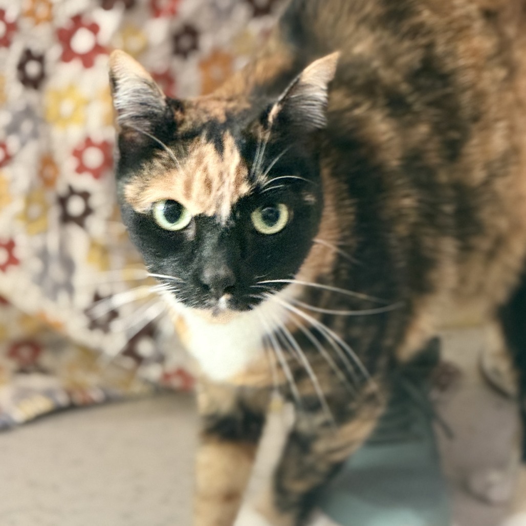 Zuri — thumbnail 3