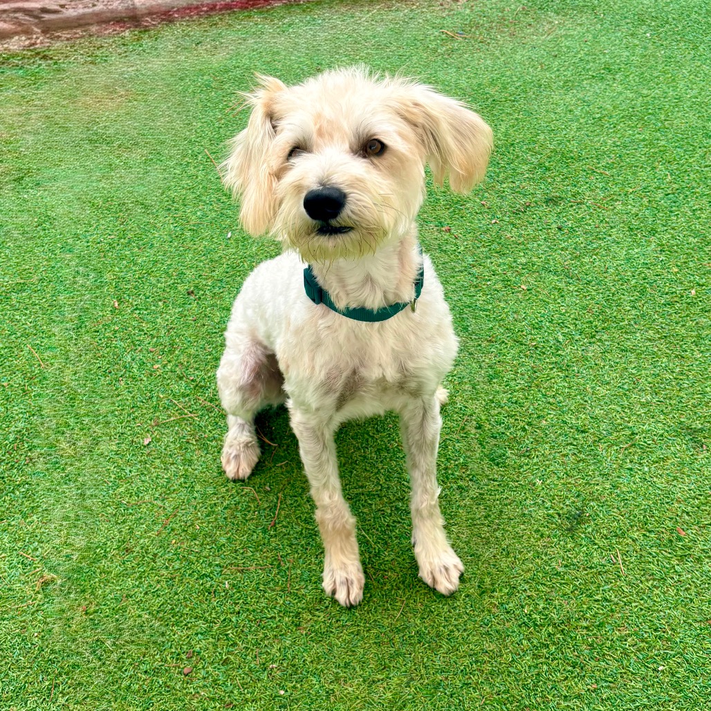 TYSON - Mixed Breed (Small) available for adoption