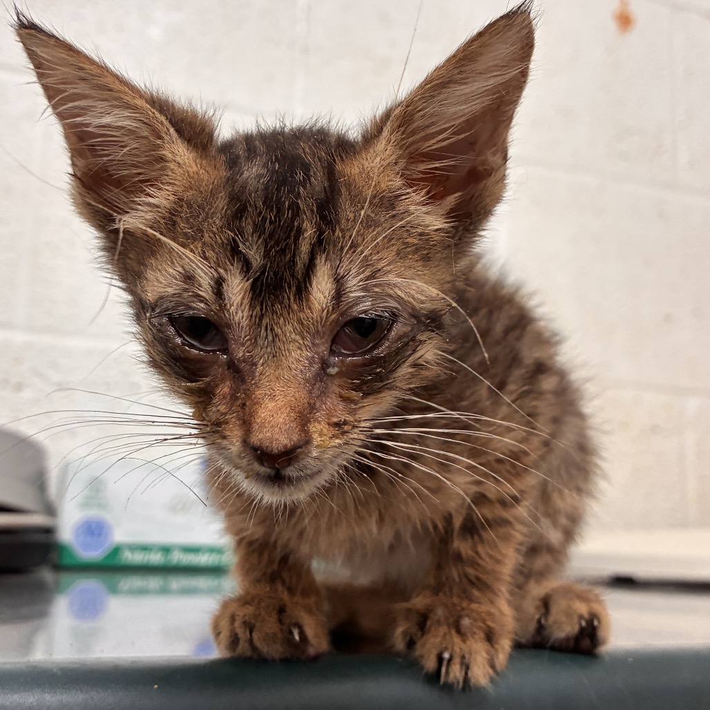 FRANCISCO - Domestic Shorthair available for adoption