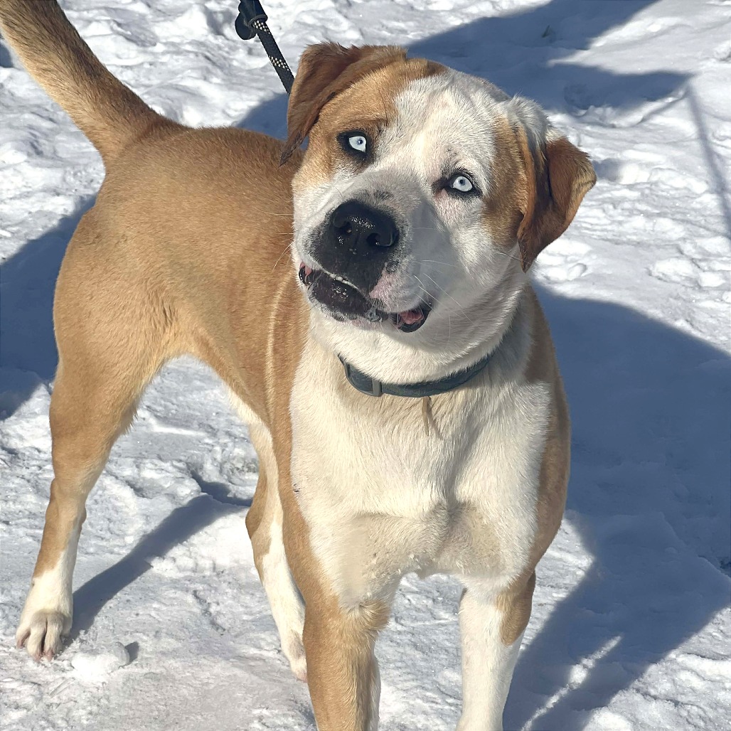 Frankie — thumbnail 4