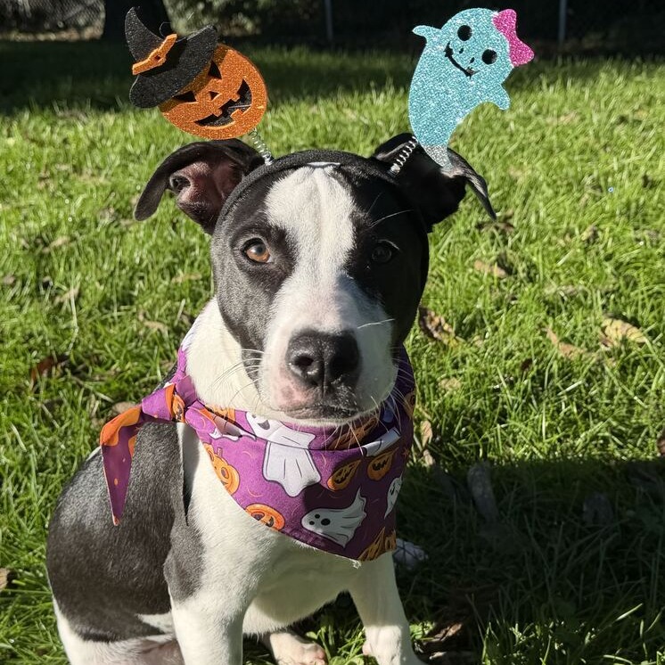 BOSTON - Terrier / American Pit Bull available for adoption