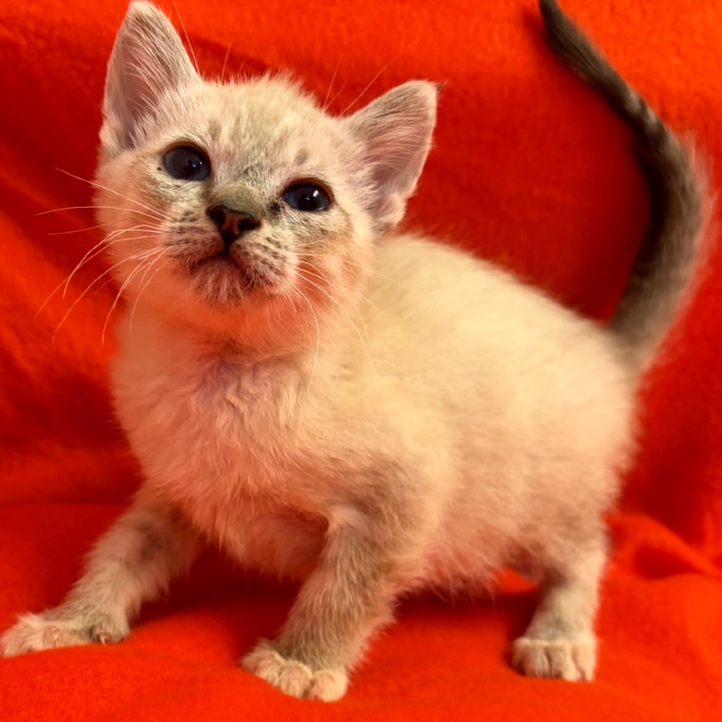 PHOEBE - Domestic Shorthair available for adoption