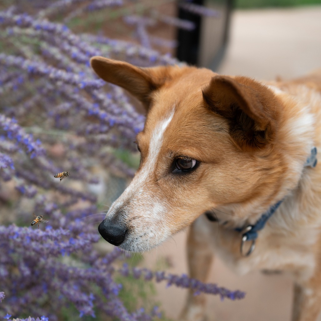 Percy, photo 11