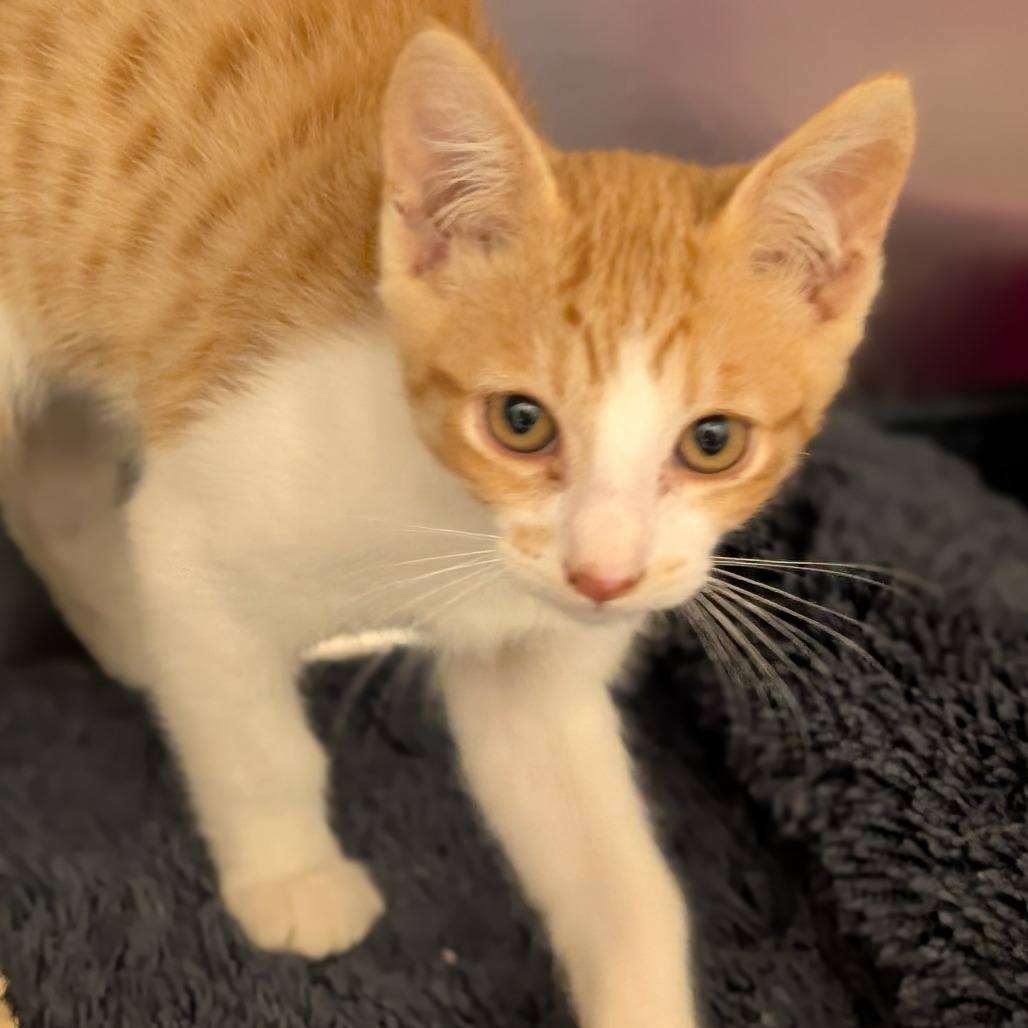 JOLTEON - Domestic Shorthair available for adoption