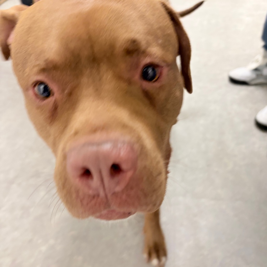 Sugar — thumbnail 5