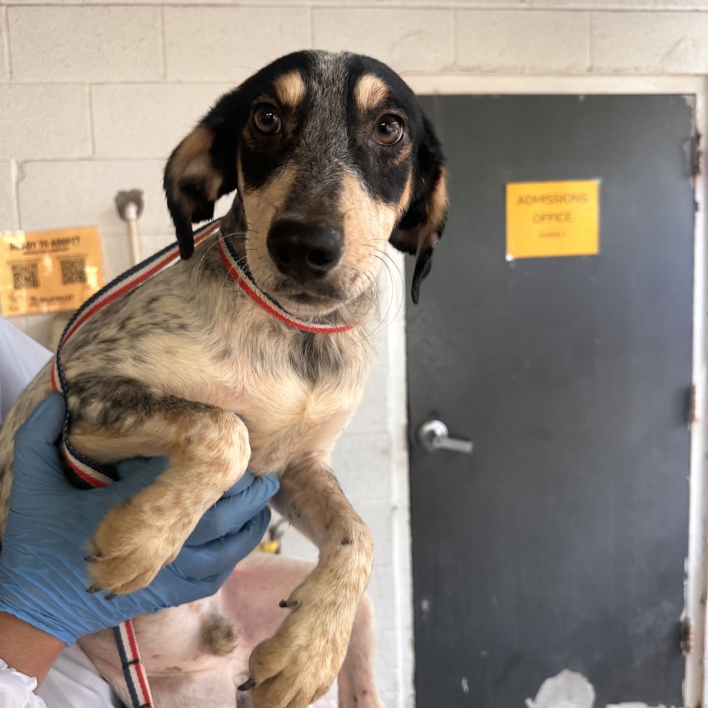 RAISIN - American Blue Heeler available for adoption