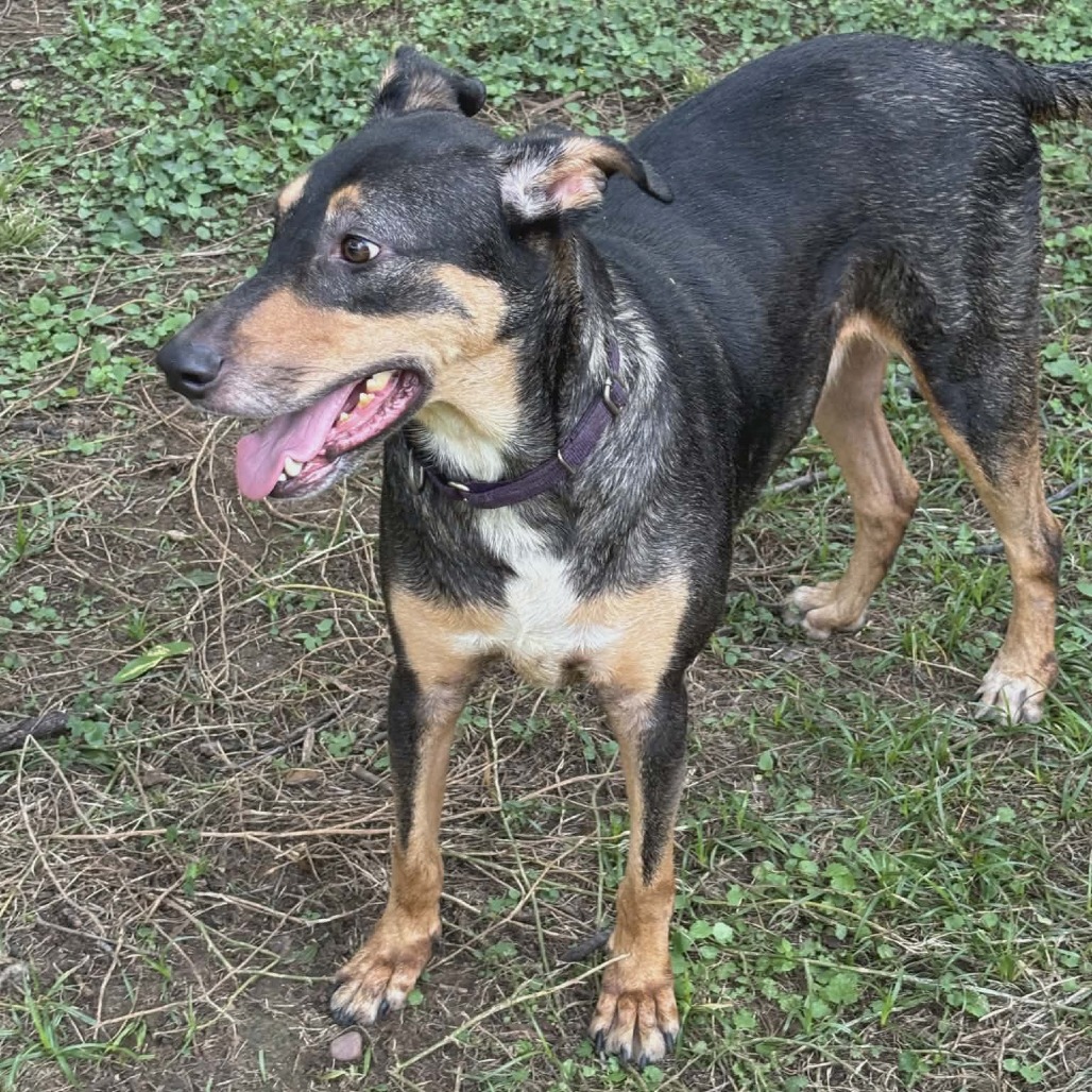 Photo of Milo