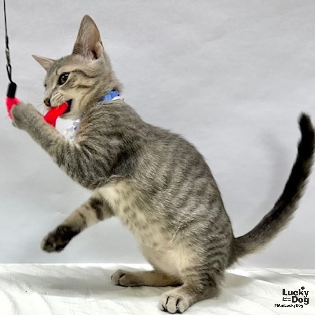 JOEY - Domestic Shorthair available for adoption