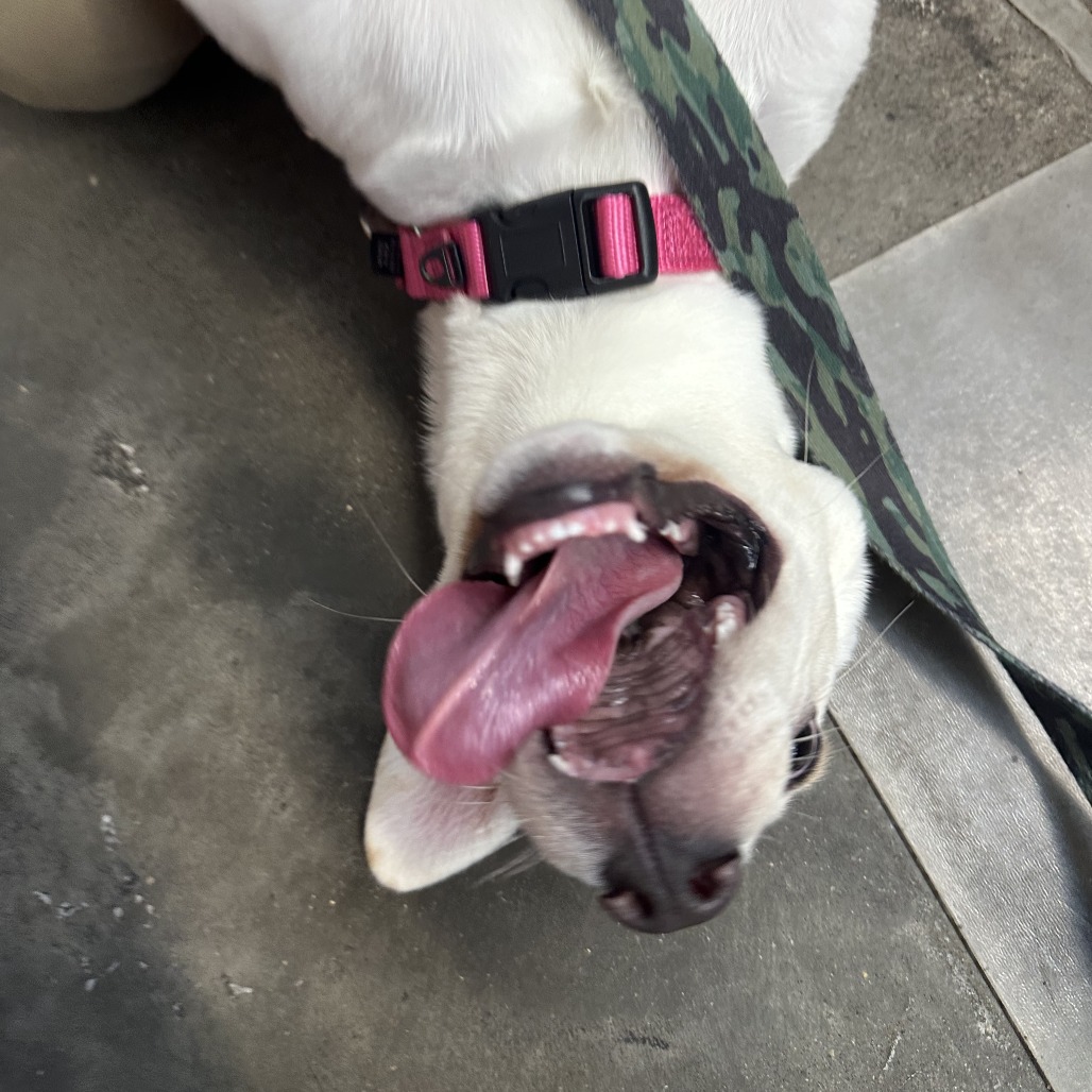 Photo of Squirrel  5