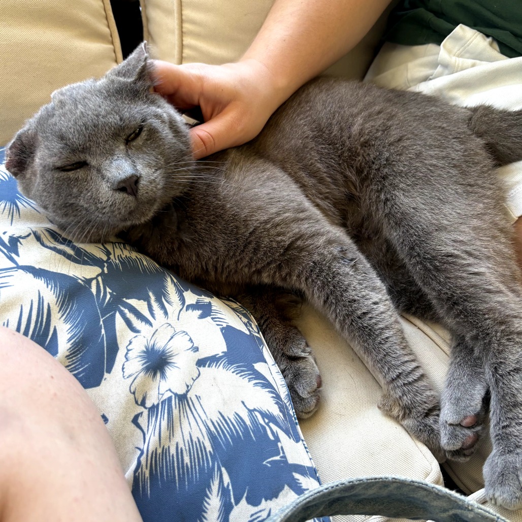 Poseidon (Purrcy)