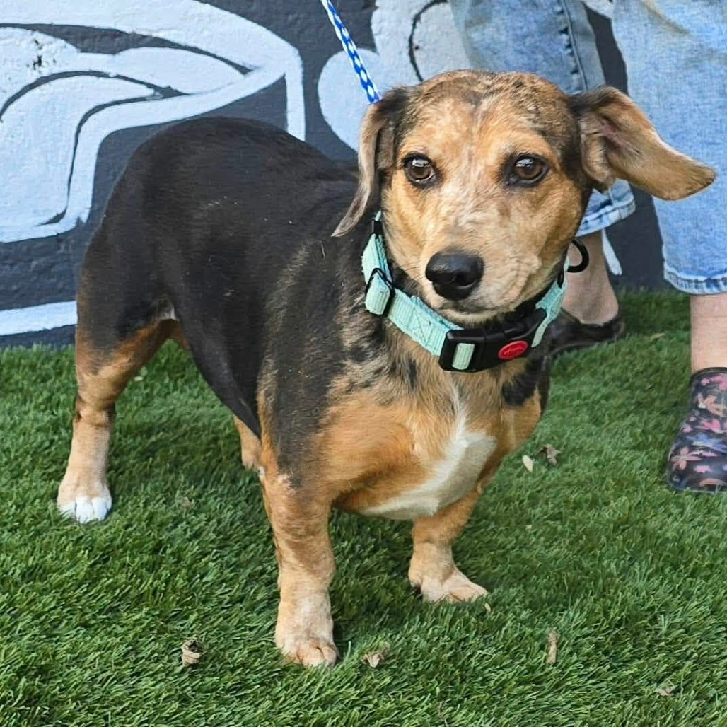 FOSTER NEEDED - Maya