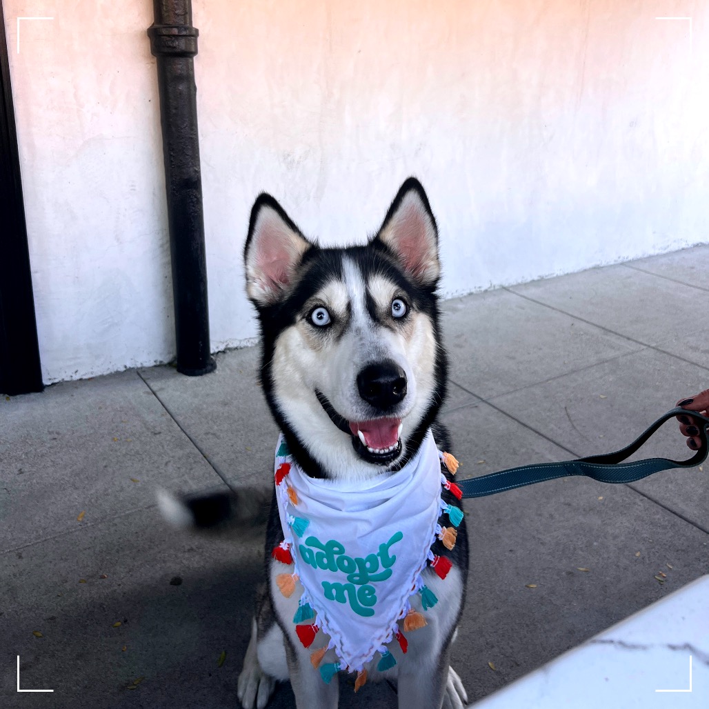 OAKLEY, photo 8