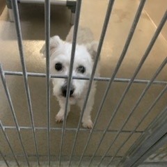 Kennel#6(Toby)'s preview photo