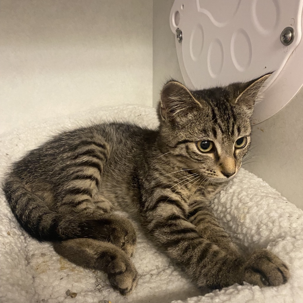 VISION - Domestic Shorthair available for adoption