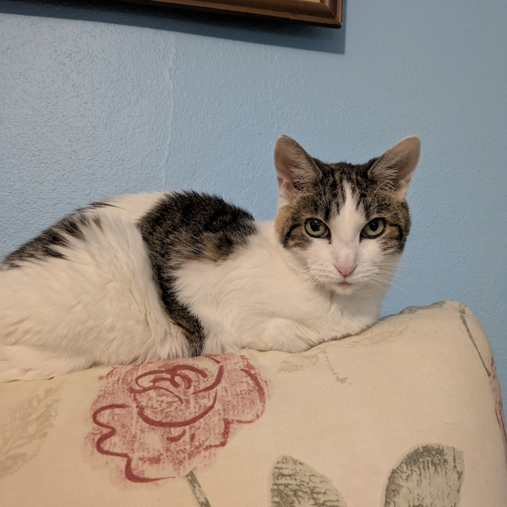 Confetti — thumbnail 7