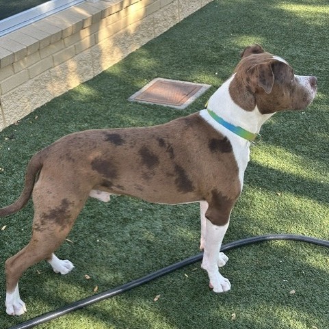 Scout