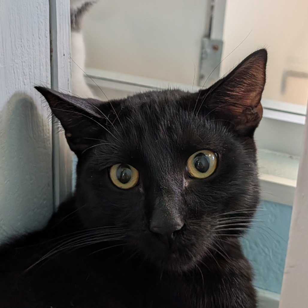 Cider the Cat