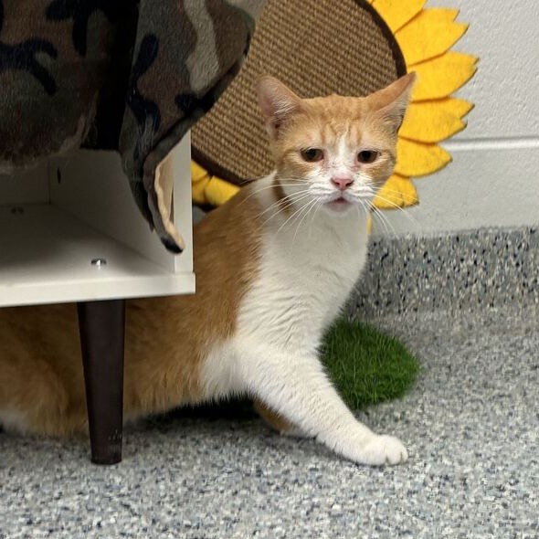 MANGO - Domestic Shorthair available for adoption