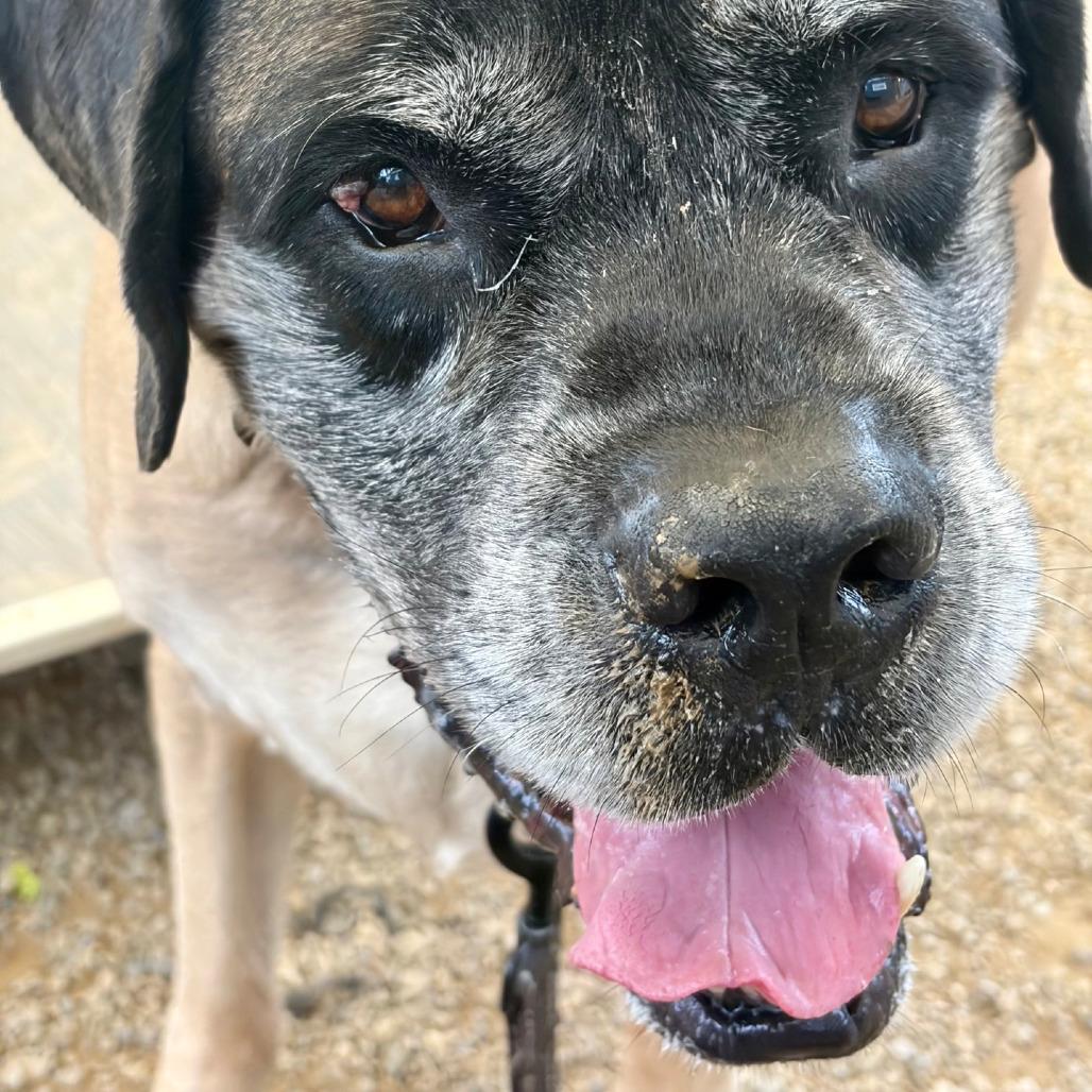 Bentley, photo 11