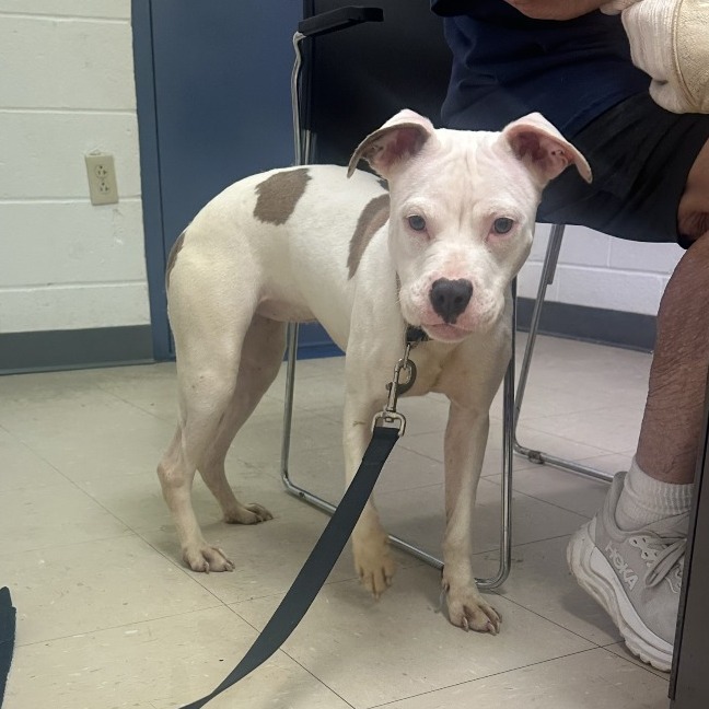 Photo of PGH-Stray-119990