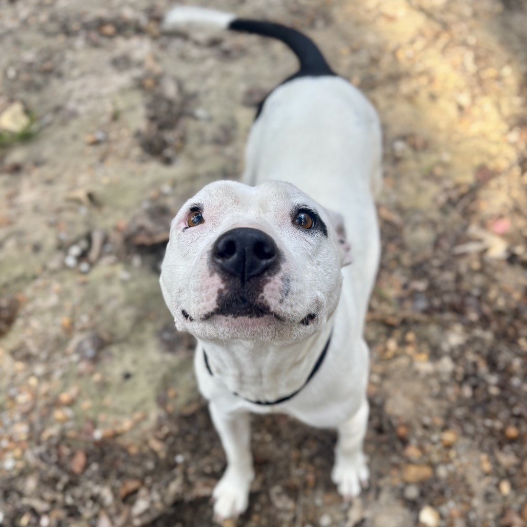 Zoya (Formerly Taco), photo 18