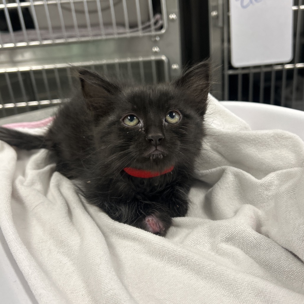 CHAI - Domestic Longhair available for adoption