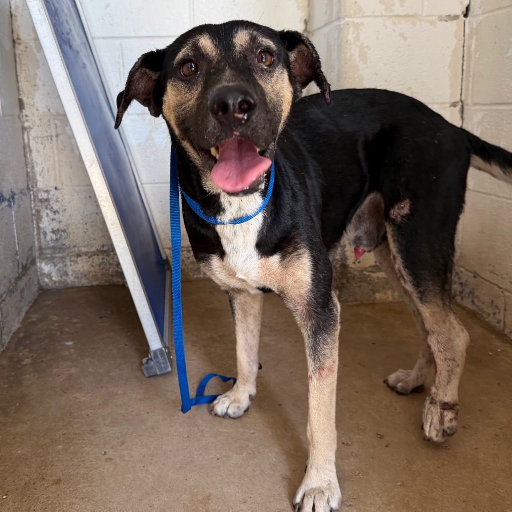 Photo of Mugg, available for adoption at PVAS