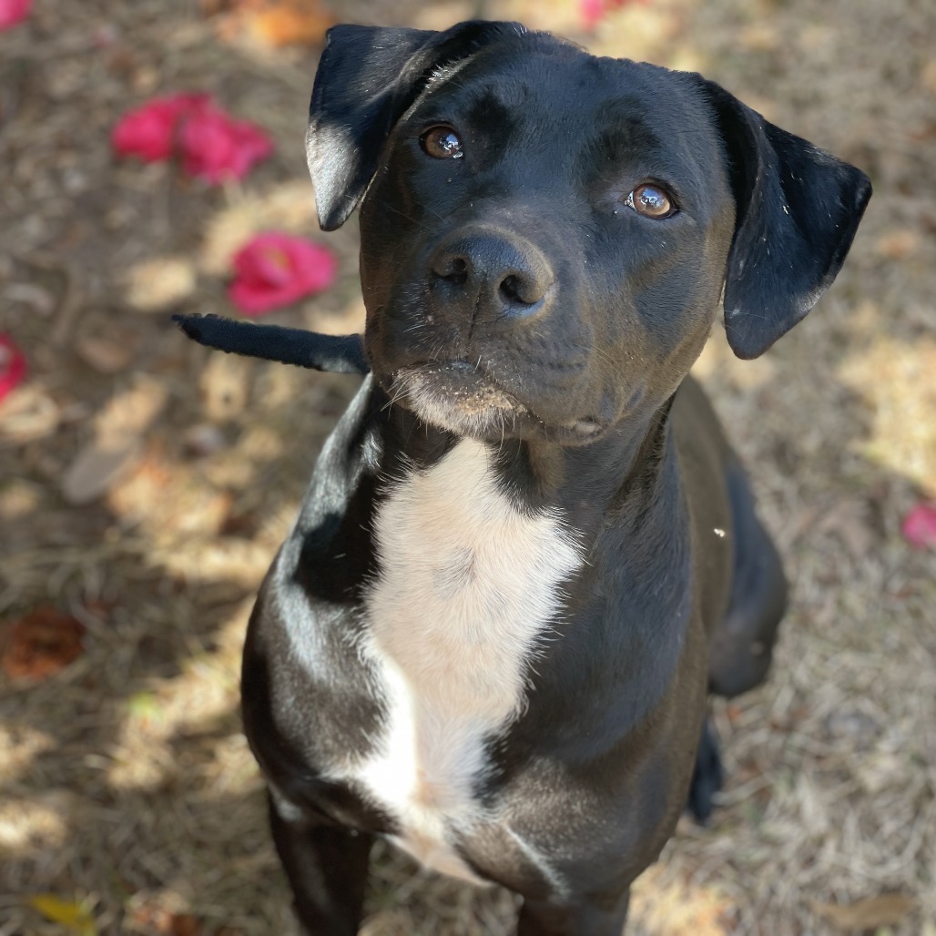 Tia (waiting for 1 1/2 years), photo 6
