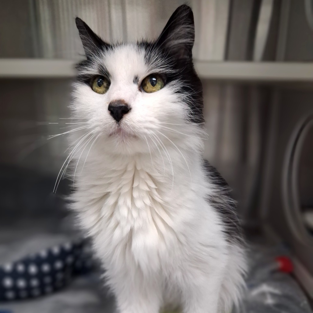 Photo of Wasabi, a cat adopted from Gulf Coast Humane Society