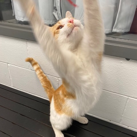 ISAAC - Domestic Shorthair available for adoption