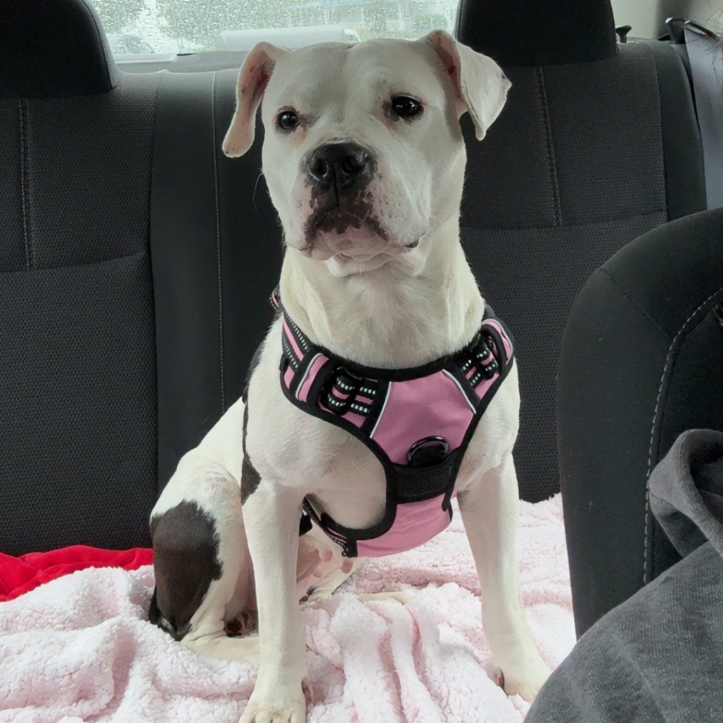 Peppa, photo 13