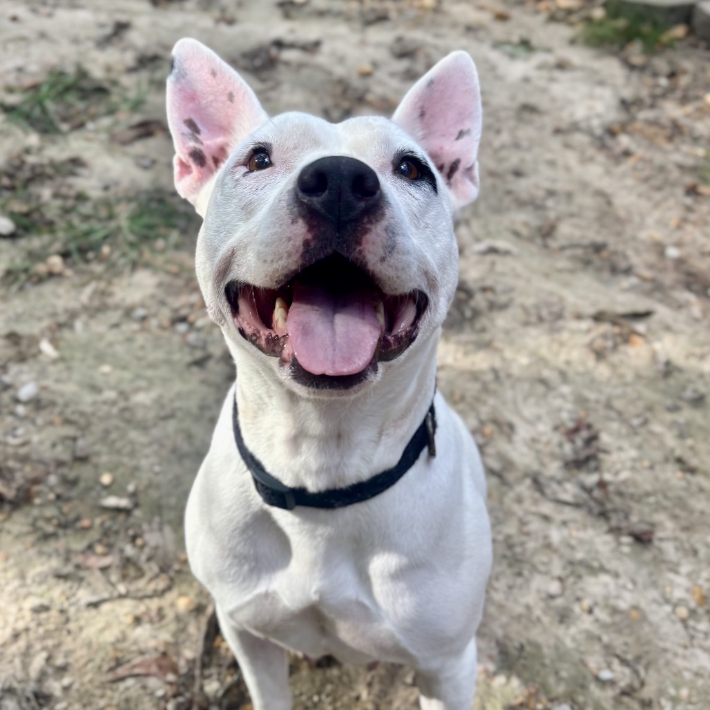 Zoya (Formerly Taco)