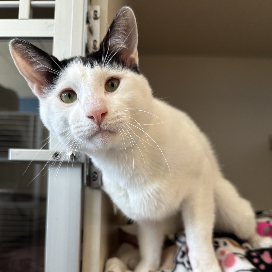 Marcus - Domestic Shorthair