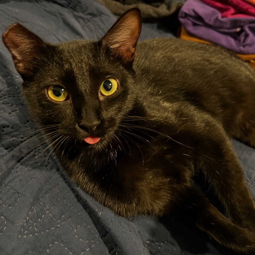 Moxie, photo 4