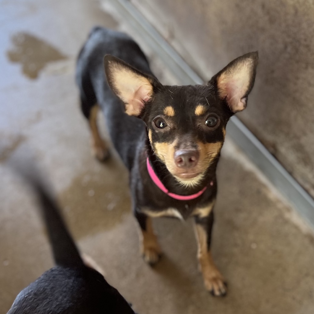 BLOSSOM (BOBCAT) - Chihuahua available for adoption