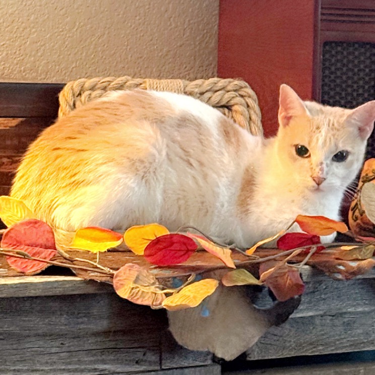 MAMA - Domestic Shorthair available for adoption