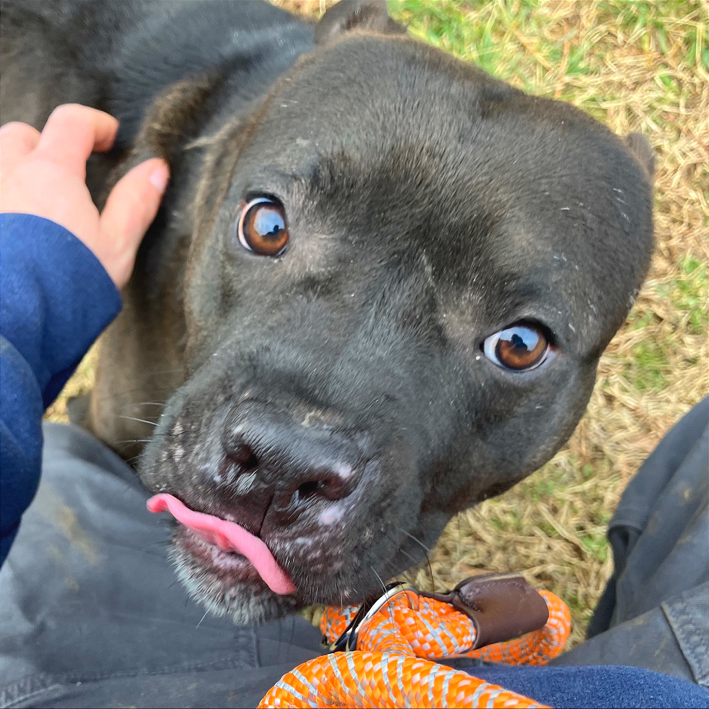 Clyde — thumbnail 4