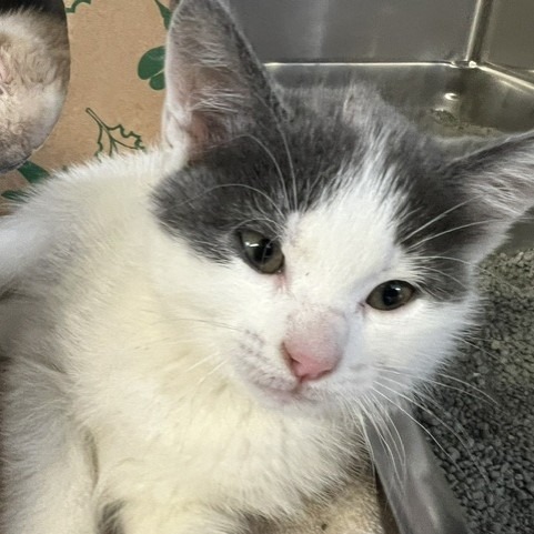 JESSICA GLITTER - Domestic Shorthair available for adoption