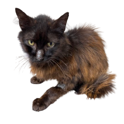 Tusc Stray 81412