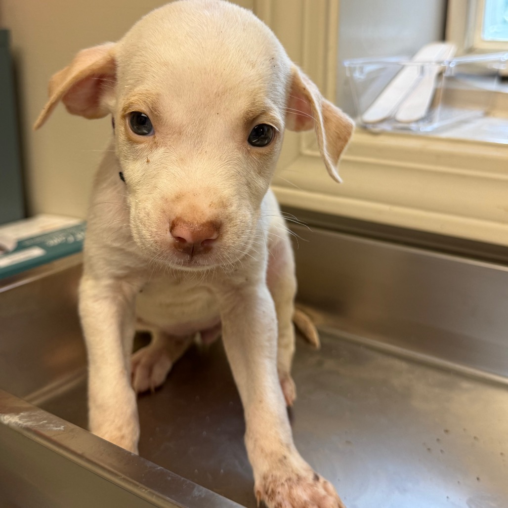 Tusc Stray 85992 2 3 4 5 6