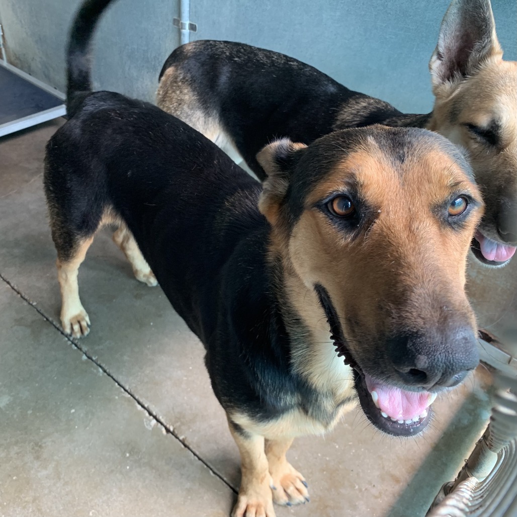 KELSEY - Shepherd, German / Mixed Breed (Large) available for adoption