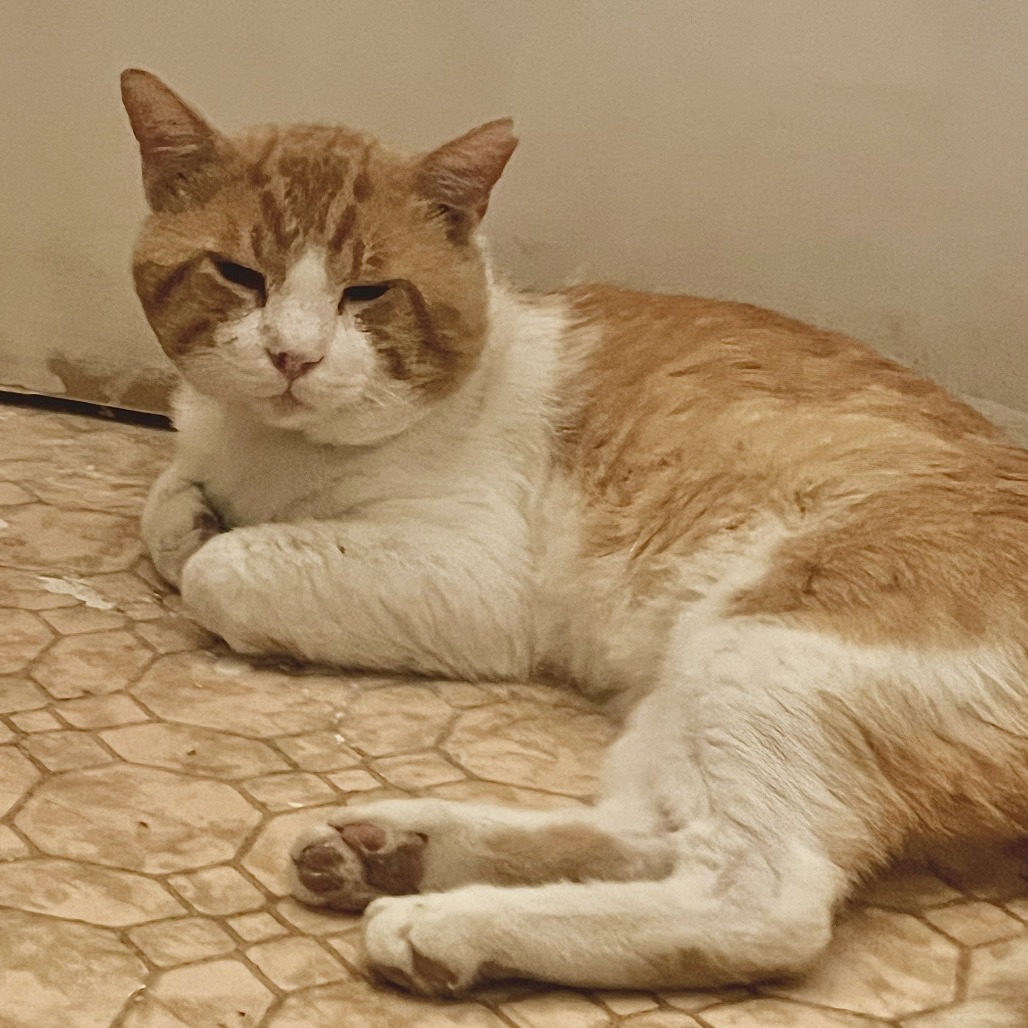 BIG BOY - Domestic Shorthair available for adoption