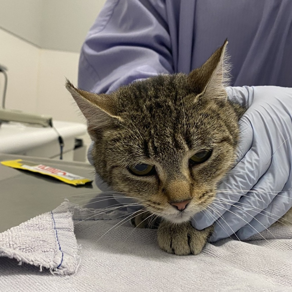 Cinderella — thumbnail 2