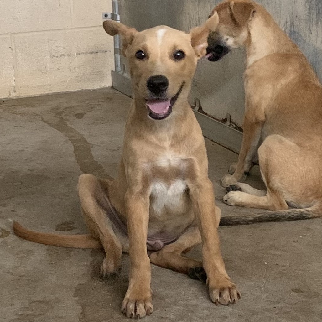 SQUIDWARD - Shepherd / Mix available for adoption