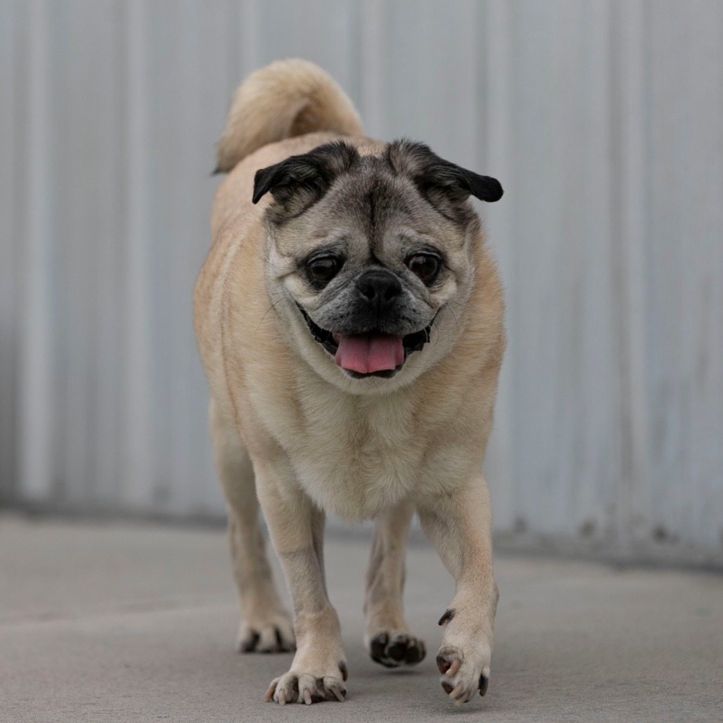 Bohdi (JA26-40), photo 5